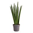BLOOMIQUE - Sansevieria Straight - Langue de belle-mère - Plante d'intérieur - H. 40-60 cm - P. 17 cm - vignette
