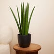 BLOOMIQUE - Sansevieria Straight - Langue de belle-mère - Plante d'intérieur - H. 40-60 cm - P. 17 cm - vignette