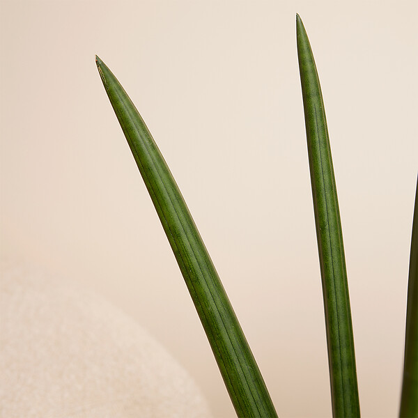 BLOOMIQUE - Sansevieria Straight - Langue de belle-mère - Plante d'intérieur - H. 40-60 cm - P. 17 cm - large