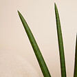 BLOOMIQUE - Sansevieria Straight - Langue de belle-mère - Plante d'intérieur - H. 40-60 cm - P. 17 cm - vignette