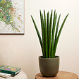 BLOOMIQUE - Sansevieria Straight - Langue de belle-mère - Plante d'intérieur - H. 40-60 cm - P. 17 cm - vignette