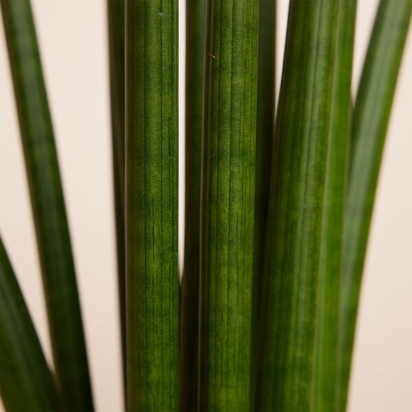 BLOOMIQUE - Sansevieria Straight - Langue de belle-mère - Plante d'intérieur - H. 40-60 cm - P. 17 cm - large