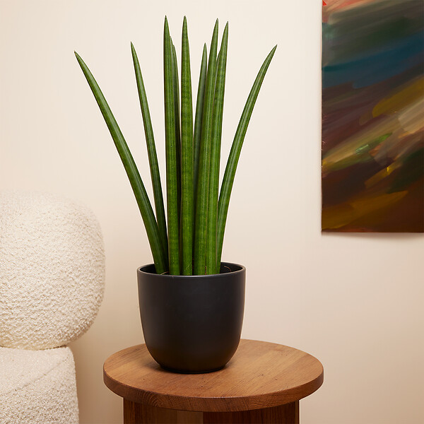 BLOOMIQUE - Sansevieria Straight - Langue de belle-mère - Plante d'intérieur - H. 40-60 cm - P. 17 cm - large