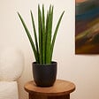 BLOOMIQUE - Sansevieria Straight - Langue de belle-mère - Plante d'intérieur - H. 40-60 cm - P. 17 cm - vignette