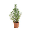 BLOOMIQUE - Pinus Pinea Silver Crest - Pin parasol - Pin - Sapin - Pour intérieur et extérieur - Rustique - vignette