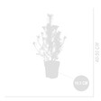 BLOOMIQUE - Pinus Pinea Silver Crest - Pin parasol - Pin - Sapin - Pour intérieur et extérieur - Rustique - vignette