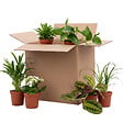 BLOOMIQUE - Assortiment de 6 - Coffret Seconde Chance - Coffret Surprise Durable - H. 20-40 cm - P. 12 cm - vignette