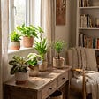 BLOOMIQUE - Assortiment de 6 - Coffret Seconde Chance - Coffret Surprise Durable - H. 20-40 cm - P. 12 cm - vignette