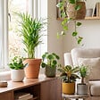 BLOOMIQUE - Assortiment de 6 - Coffret Seconde Chance - Coffret Surprise Durable - H. 20-40 cm - P. 12 cm - vignette
