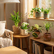 BLOOMIQUE - Assortiment de 6 - Coffret Seconde Chance - Coffret Surprise Durable - H. 20-40 cm - P. 12 cm - vignette
