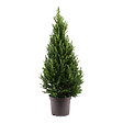 BLOOMIQUE - Picea Glauca December - Mini sapin de Noël - Épicéa nain - Décoration de Noël - vignette