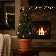 BLOOMIQUE - Picea Glauca December - Mini sapin de Noël - Épicéa nain - Décoration de Noël - vignette