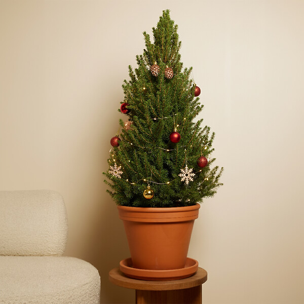 BLOOMIQUE - Picea Glauca December - Mini sapin de Noël - Épicéa nain - Décoration de Noël - large