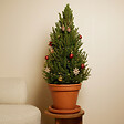 BLOOMIQUE - Picea Glauca December - Mini sapin de Noël - Épicéa nain - Décoration de Noël - vignette