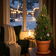 BLOOMIQUE - Picea Glauca December - Mini sapin de Noël - Épicéa nain - Décoration de Noël - vignette