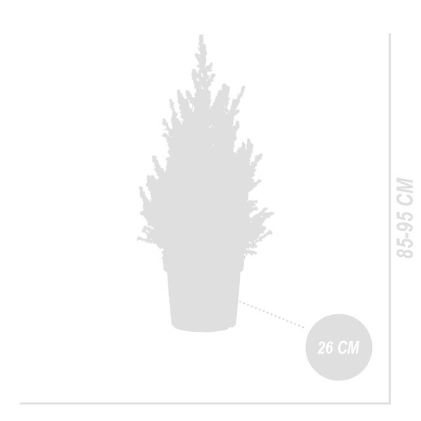 BLOOMIQUE - Picea Glauca December - Mini sapin de Noël - Épicéa nain - Décoration de Noël - large