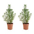 BLOOMIQUE - Lot de 2 - Pinus Pinea Silver Crest - Pin parasol - Pin - Sapin - Pour intérieur et extérieur - vignette