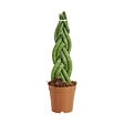 BLOOMIQUE - Sansevieria Twister - Langue de belle-mère - Plante d'intérieur - H. 30-40 cm - P. 12 cm - vignette