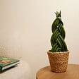BLOOMIQUE - Sansevieria Twister - Langue de belle-mère - Plante d'intérieur - H. 30-40 cm - P. 12 cm - vignette