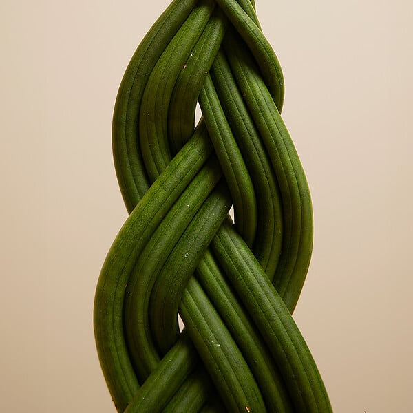 BLOOMIQUE - Sansevieria Twister - Langue de belle-mère - Plante d'intérieur - H. 30-40 cm - P. 12 cm - large