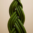 BLOOMIQUE - Sansevieria Twister - Langue de belle-mère - Plante d'intérieur - H. 30-40 cm - P. 12 cm - vignette