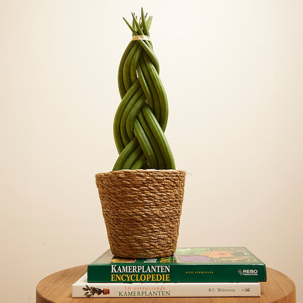 BLOOMIQUE - Sansevieria Twister - Langue de belle-mère - Plante d'intérieur - H. 30-40 cm - P. 12 cm - large