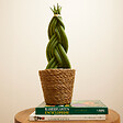BLOOMIQUE - Sansevieria Twister - Langue de belle-mère - Plante d'intérieur - H. 30-40 cm - P. 12 cm - vignette