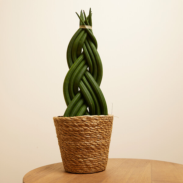 BLOOMIQUE - Sansevieria Twister - Langue de belle-mère - Plante d'intérieur - H. 30-40 cm - P. 12 cm - large