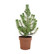 BLOOMIQUE - Pinus Pinea Silver Crest - Pin parasol - Pin - Sapin - Pour intérieur et extérieur - Rustique - vignette