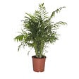 BLOOMIQUE - Chamaedorea Elegans - Palmier d'intérieur - Port compact - Robuste - Hauteur 110-120 cm - Pot 24 cm - vignette