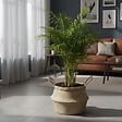 BLOOMIQUE - Chamaedorea Elegans - Palmier d'intérieur - Port compact - Robuste - Hauteur 110-120 cm - Pot 24 cm - vignette