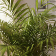 BLOOMIQUE - Chamaedorea Elegans - Palmier d'intérieur - Port compact - Robuste - Hauteur 110-120 cm - Pot 24 cm - vignette