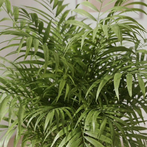 BLOOMIQUE - Chamaedorea Elegans - Palmier d'intérieur - Port compact - Robuste - Hauteur 110-120 cm - Pot 24 cm - large