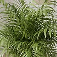 BLOOMIQUE - Chamaedorea Elegans - Palmier d'intérieur - Port compact - Robuste - Hauteur 110-120 cm - Pot 24 cm - vignette