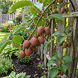 BLOOMIQUE - Lot de 2 - Actinidia Arguta Issai 'Ken's Red' - Kiwiberry rouge - H. 50-70 cm - P. 15 cm - vignette