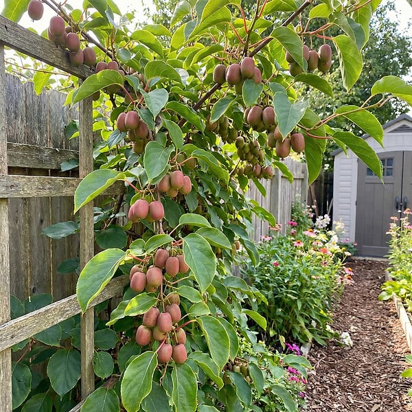 BLOOMIQUE - Lot de 2 - Actinidia Arguta Issai 'Ken's Red' - Kiwiberry rouge - H. 50-70 cm - P. 15 cm - large