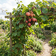 BLOOMIQUE - Lot de 2 - Actinidia Arguta Issai 'Ken's Red' - Kiwiberry rouge - H. 50-70 cm - P. 15 cm - vignette