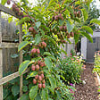 BLOOMIQUE - Actinidia Arguta Issai 'Ken's Red' - Kiwi rouge - Plante fruitière - H. 50-70 cm - P. 15 cm - vignette