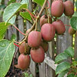 BLOOMIQUE - Actinidia Arguta Issai 'Ken's Red' - Kiwi rouge - Plante fruitière - H. 50-70 cm - P. 15 cm - vignette
