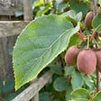 BLOOMIQUE - Actinidia Arguta Issai 'Ken's Red' - Kiwi rouge - Plante fruitière - H. 50-70 cm - P. 15 cm - vignette
