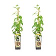 BLOOMIQUE - Lot de 2 - Actinidia Arguta Issai - Kiwiberry - Plantes fruitières - Plantes jardin - P. 15 cm - vignette