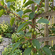 BLOOMIQUE - Lot de 2 - Actinidia Arguta Issai - Kiwiberry - Plantes fruitières - Plantes jardin - P. 15 cm - vignette