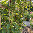 BLOOMIQUE - Lot de 2 - Actinidia Arguta Issai - Kiwiberry - Plantes fruitières - Plantes jardin - P. 15 cm - vignette