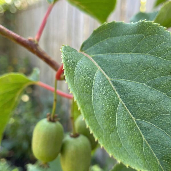 BLOOMIQUE - Lot de 2 - Actinidia Arguta Issai - Kiwiberry - Plantes fruitières - Plantes jardin - P. 15 cm - large
