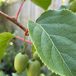 BLOOMIQUE - Lot de 2 - Actinidia Arguta Issai - Kiwiberry - Plantes fruitières - Plantes jardin - P. 15 cm - vignette