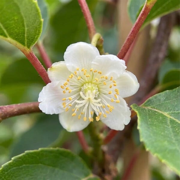 BLOOMIQUE - Lot de 2 - Actinidia Arguta Issai - Kiwiberry - Plantes fruitières - Plantes jardin - P. 15 cm - large