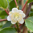 BLOOMIQUE - Lot de 2 - Actinidia Arguta Issai - Kiwiberry - Plantes fruitières - Plantes jardin - P. 15 cm - vignette