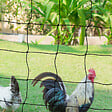 ID MARKET - Kit clôture filet à poules 24 M avec porte 9 piquets double pointe - vignette