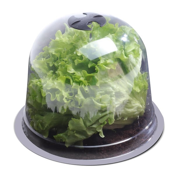 ID MARKET - Cloche à salades x12 serre de protection pour plants - large