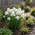 BLOOMIQUE - Lot de 6 - Phlox 'David' - Rustique - Vivace - Fleurs blanches - Hauteur 10-20 cm - Pot 9 cm - vignette